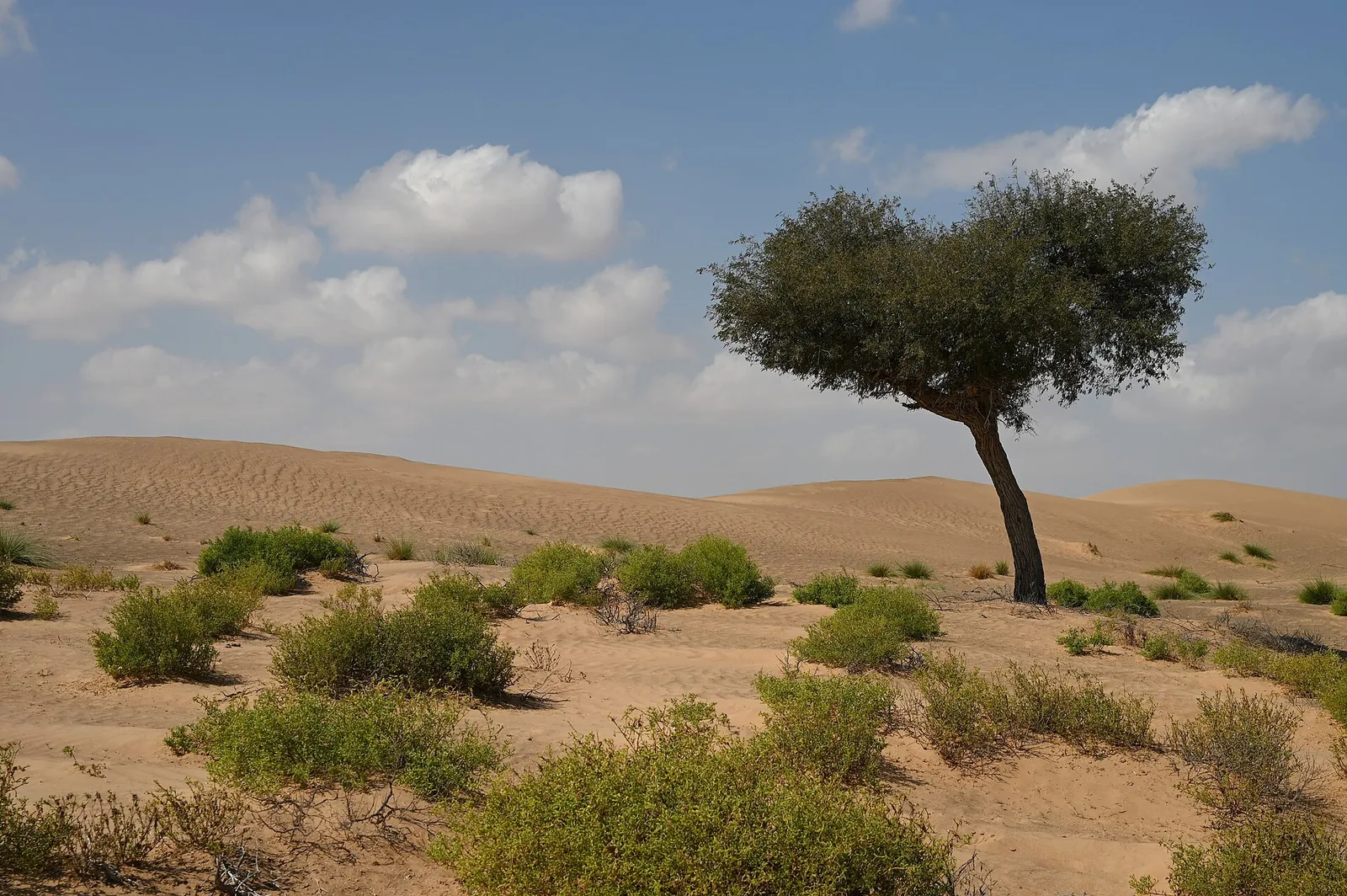 درخت غاف در بیابان (ویکیمدیا)