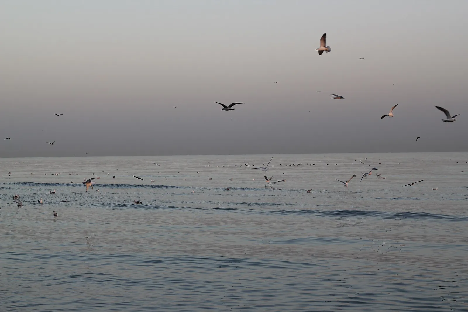Sunrise at Al Seeb beach (Wikimedia Commons)