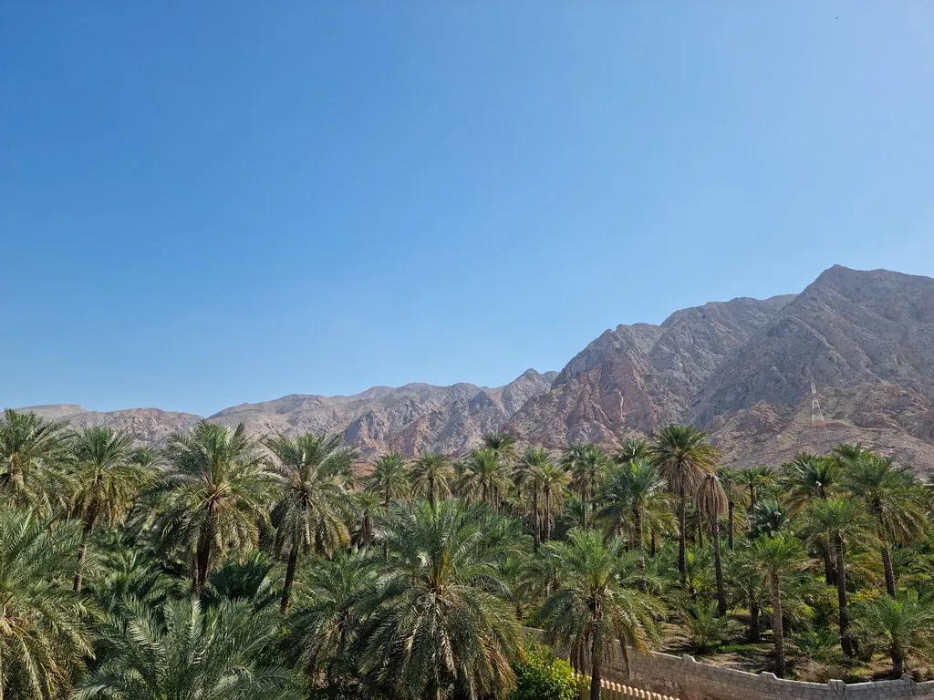 نخلستان در مسقط (عکس: Prof. Mortel / Flickr، CC BY 2.0)
